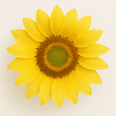 חמניה-עמוד-הבית