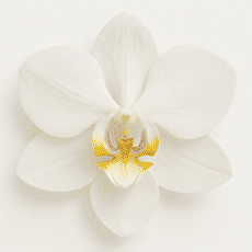 סחלב-עמוד-בית