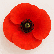 פרג-עמוד-הבית